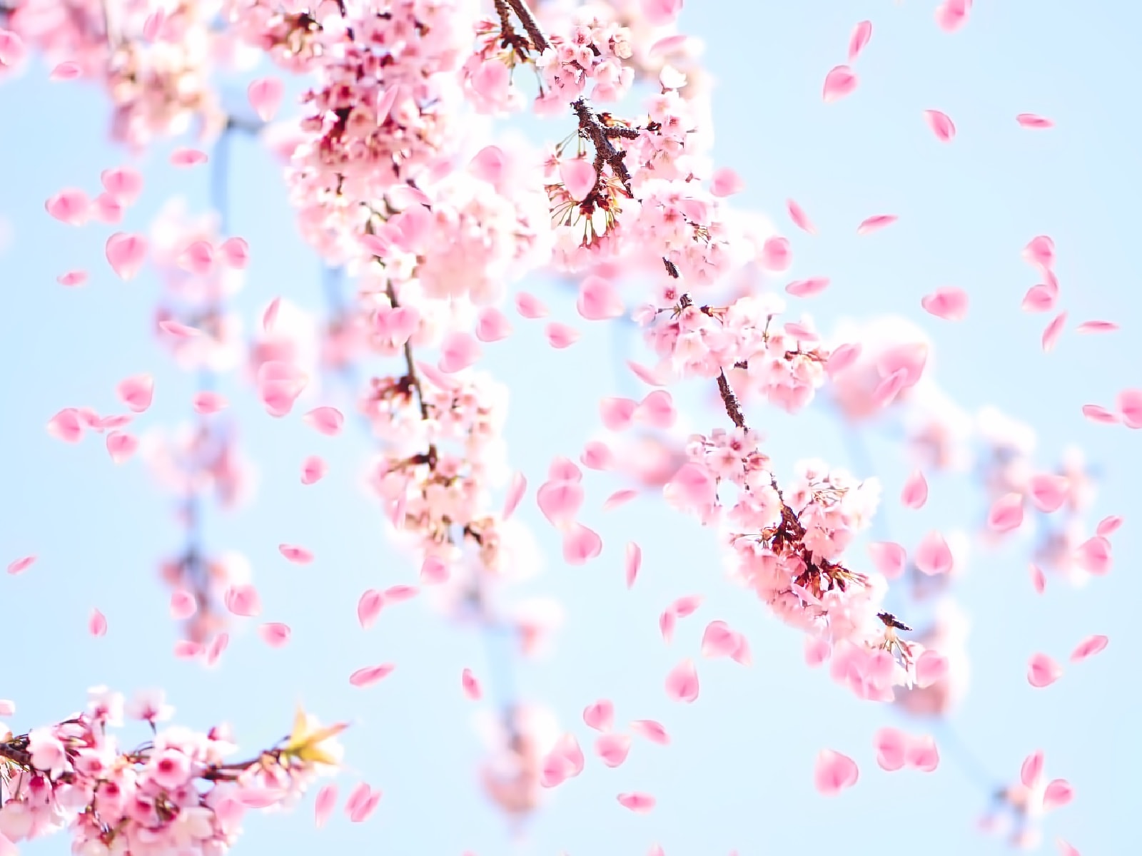 デンマーク語 スカープ アナログ 桜 吹雪 写真 フリー バター マイルド 保存する